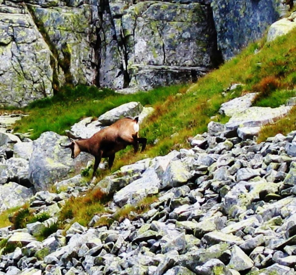 Penzion Alfa Tatry Stara Lesna Exterior foto